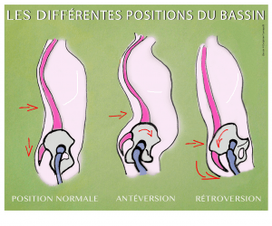 position du bassin