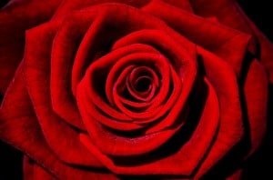 redrose
